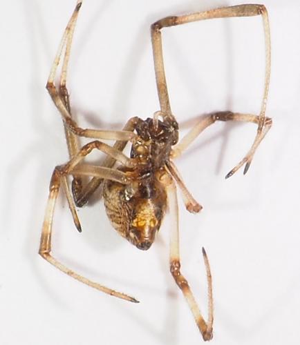 Parasteatoda tepidariorum